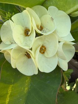Planta corona de Cristo