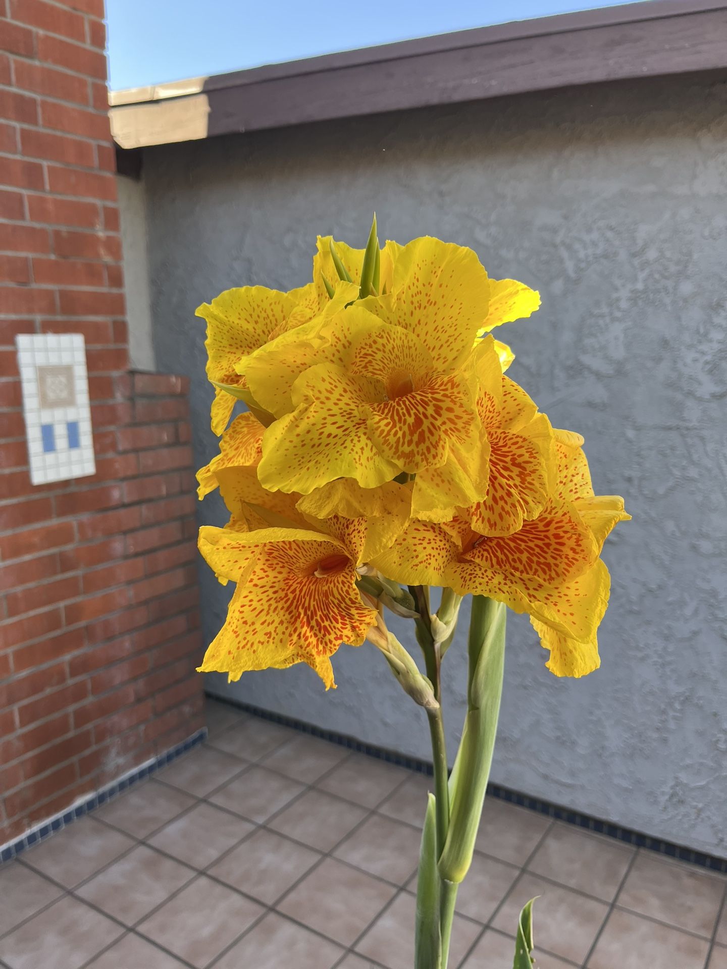 Canna Lily Cleopatra Potted Plant