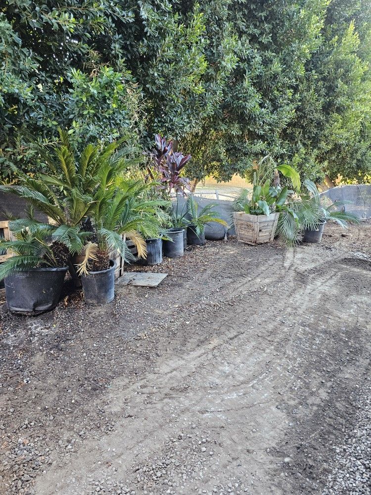Plants