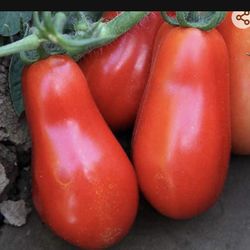 3x San marzano tomato Plants Ideal For Making Sauces 2ft Tall 1 Gal. Plant With Fruits