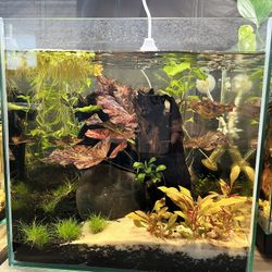 Aquarium/terrarium The Lounge