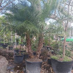 Robellini Palm Sale! 25gl $150
