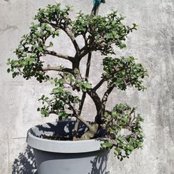 Jade Bonsai
