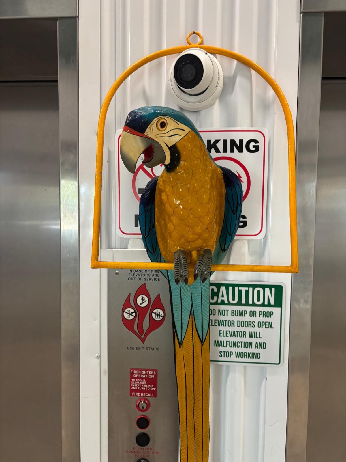 Large Paper Mâché McCoy parrot ready to hang- 45 inches long