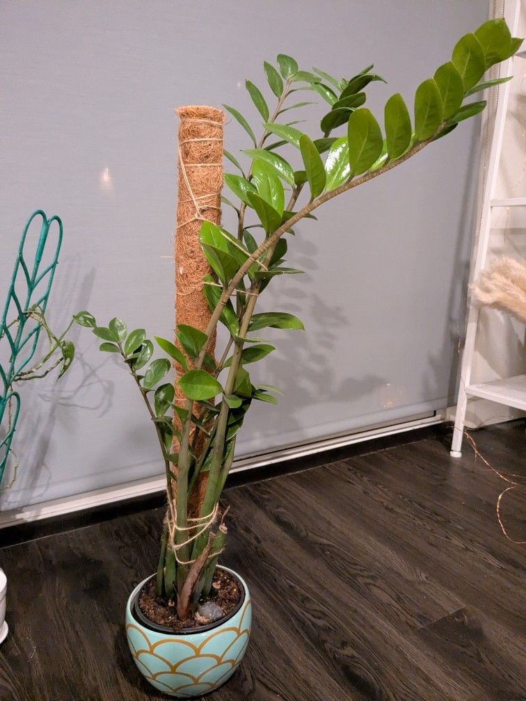 ZZ plant + Pot