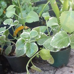 Cuban Oregano Herb Potted Plant