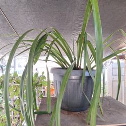 Orquídea 