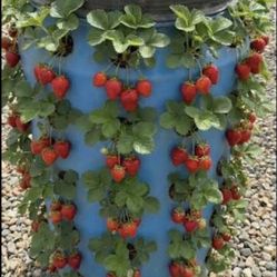 55 Heavy duty gallon barrels rain water