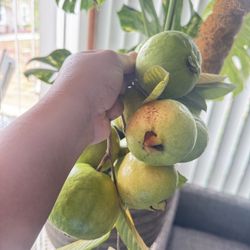 Organic Fresh Guavas for Sale