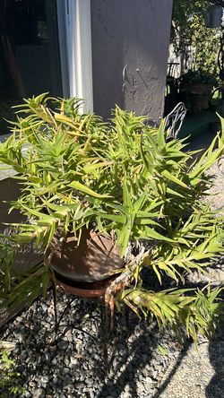 Baby aloe Vera
