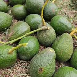 Avocados