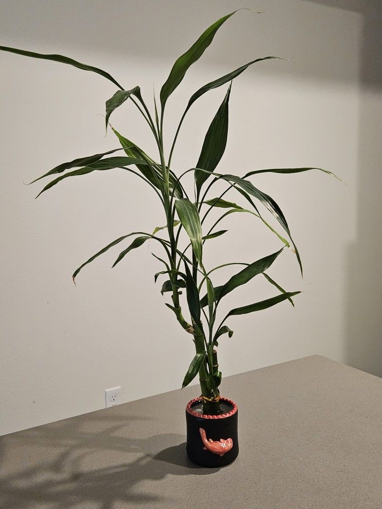 Water Bamboo Live Plant 24 Inch Tall