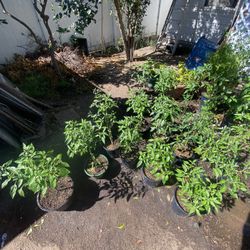 Potted Thai Chili Plants