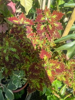 Coleus under the sea 3”