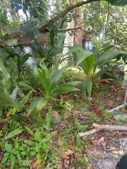 Coconut plants