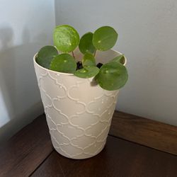 Chinese Money Plant, Pilea Peperomioides in 4.5” Plastic Pot 