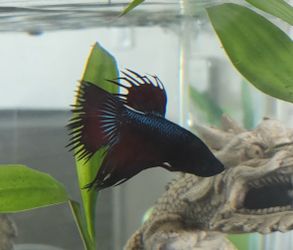 beta for sell aquarium