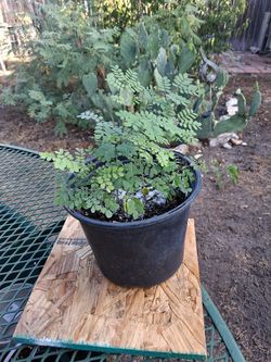 Pride of the Barbados plant