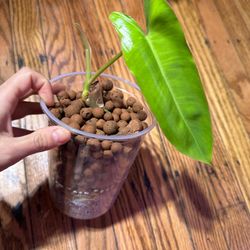 Reverted Philodendron Paraiso Verde Plant