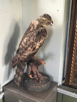 Hawk Taxidermy