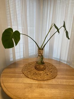 Monstera Deliciosa
