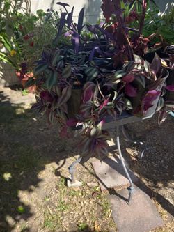 Plants Inchplant And Purple Hart