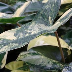 Philodendron Burle Marx Albo - STARTER PLANT - Rare Variegated Houseplant, Live Plant, Aroid, Indoor Tropical Plant Gift