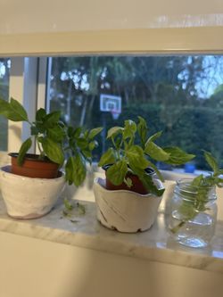Basil Plants
