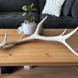 Large Elk Antler