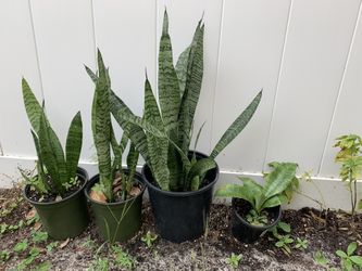 Plants At Your Choice
