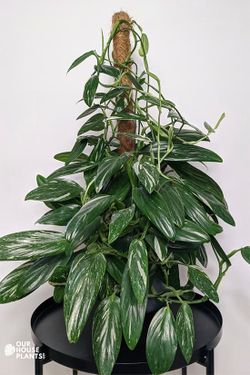 Rare Aroid Philodendron Cobra Plant/ indoor plant/ house Plant/ flower patio garden
