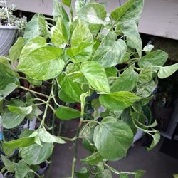 XLONG Marble Queen Pothos Plant $38