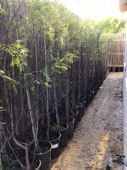 Mexican PIRUL Trees 5gallon