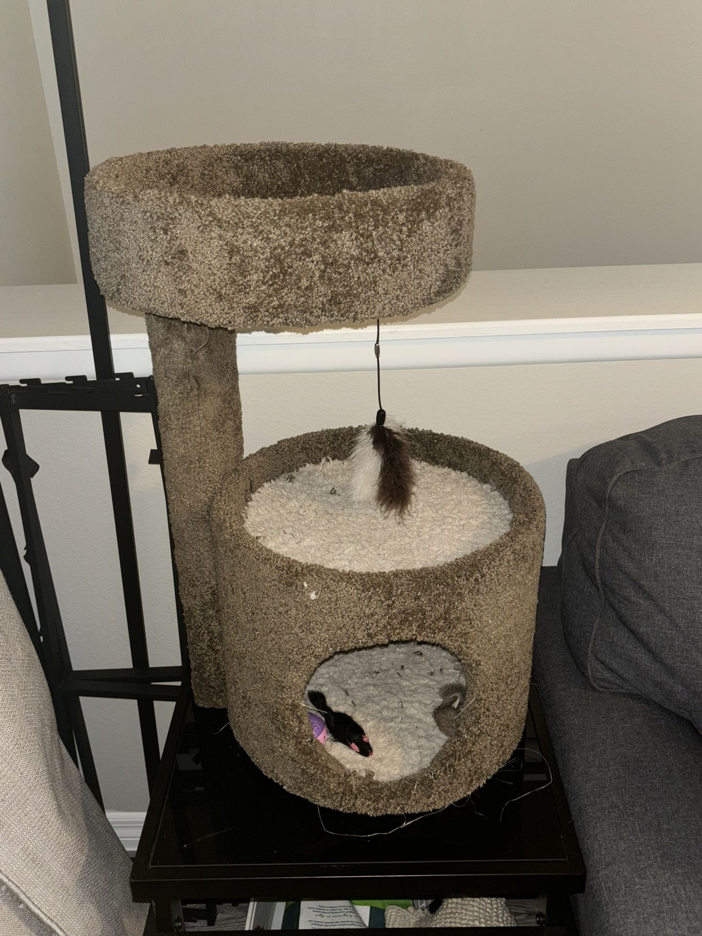 Cat Toy