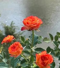 Rare European, Japan rose plants : Flamme 