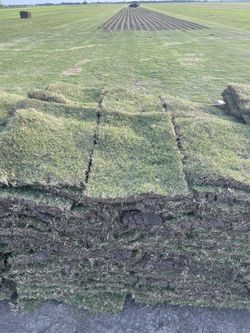 Bremuda Grass Pallets (Free Delivery)