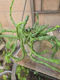 Big stapelia