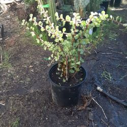 Elephant Bush Succulent Plant