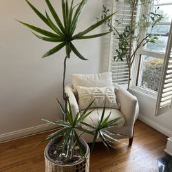 Live real Sculptural Dracaena Marginata Characteristic Houseplant In black modern Contemporary Plant Indoor Outdoor 