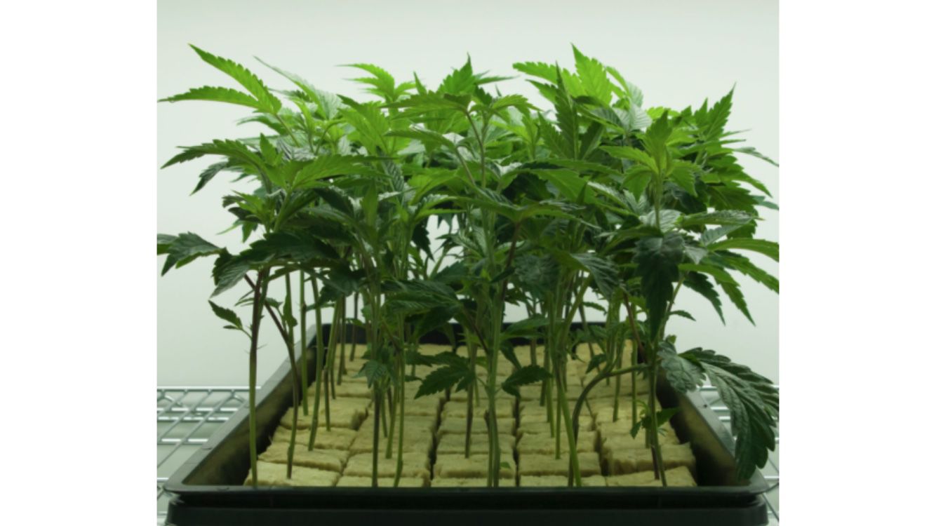 Healthy Well Rooted Clones