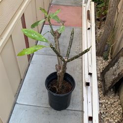 Plumeria