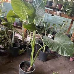 HERMOSAS PLANTAS NATURALES “HOJAS ELEGANTES PLANT