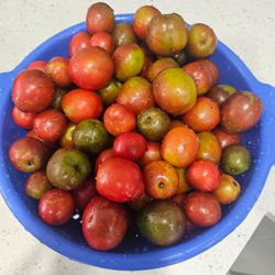 Ciruelas frescas