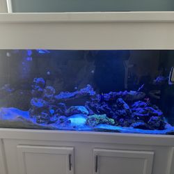 Salt Water Fish Tank