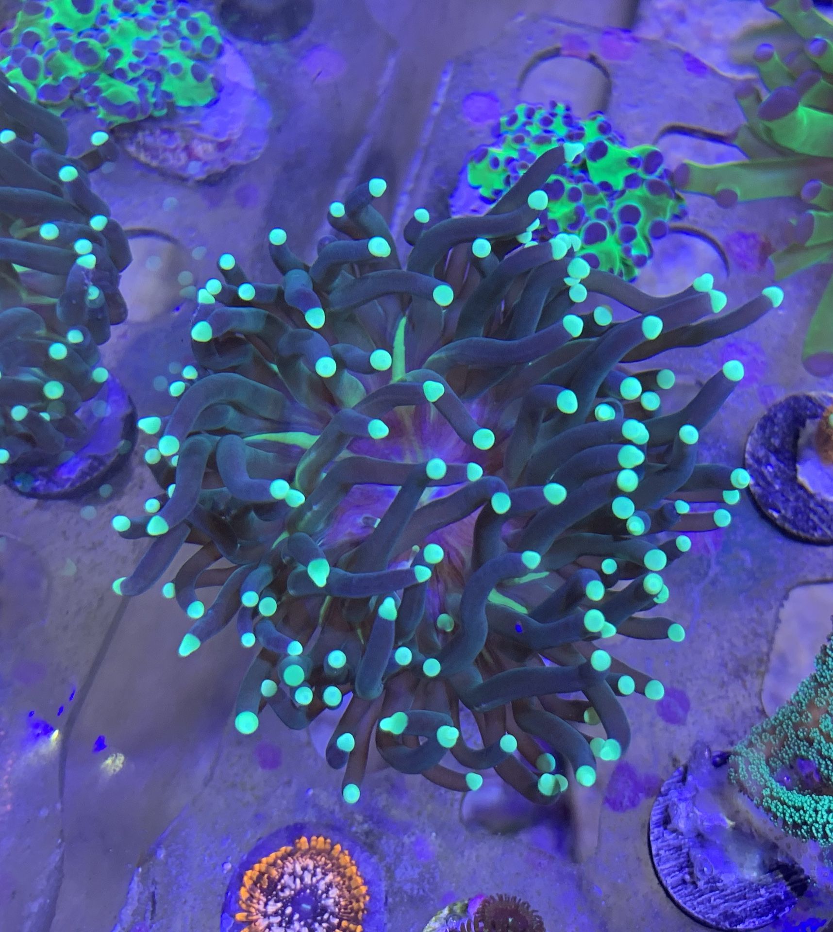 Torch Coral - For Trade