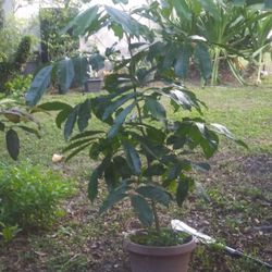 Ackee tree 6' Tall 🌳 