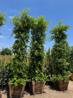 Ficus Nitida Indian Laurel 11’-12’