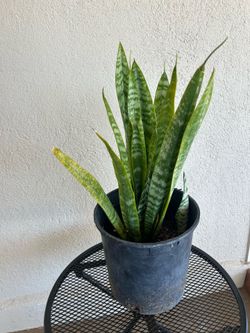 Snake Plant
