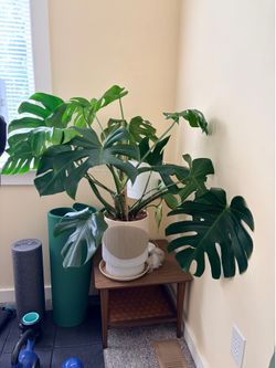 monstera potted in modern pot