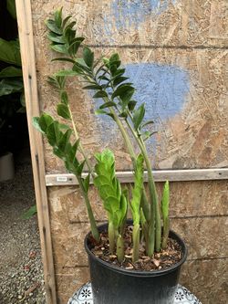 Indoor Zz Plant
